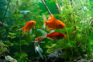 Koi fish Background green water plants