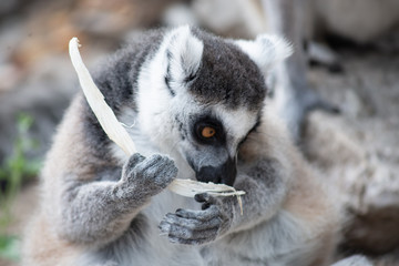 lemur and their baby