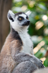 lemur and their baby