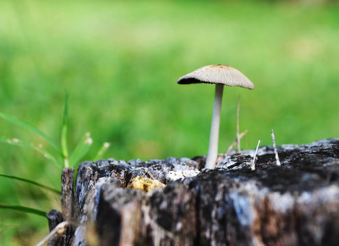 White mushroom on a stump, and green background; copy space