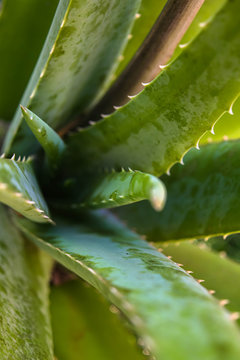 Green aloe leaves closeup