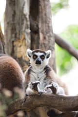 lemur and their baby