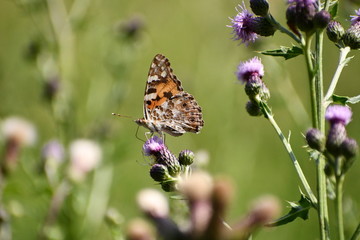 Disterfalter auf Distel