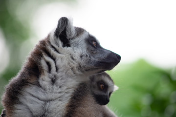 Lemur and their baby