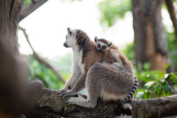 Lemur and their baby
