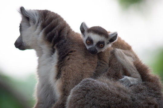 Lemur and their baby © J.NATAYO