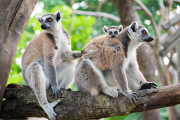Lemur and their baby