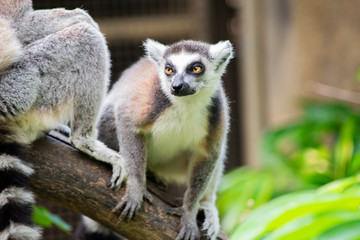 lemur and their baby