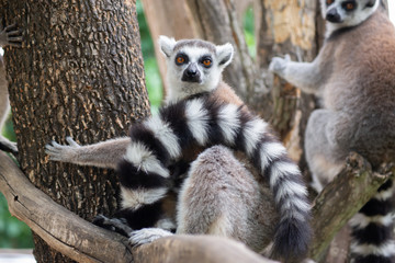 lemur and their baby