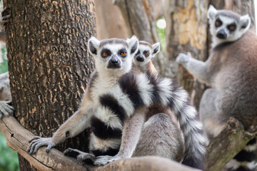 Lemur and their baby