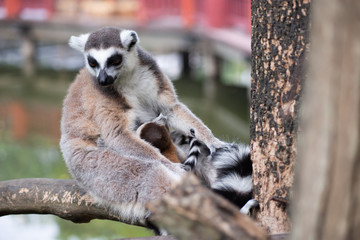 Lemur and their baby