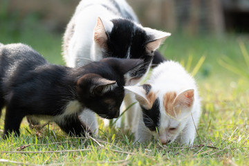 Three cats sniffing on grass