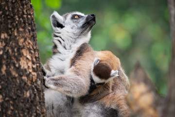 Lemur and their baby