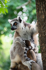 Lemur and their baby