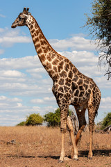 Giraffe - Botswana - Africa