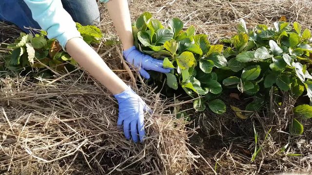 Woman farmer putting a straw mulch around strawberries it to fertilize and protect it from the drought and cold. Natural living, organic eating, active lifestyle concept.
