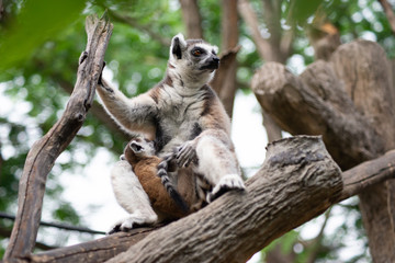 Lemur and their baby