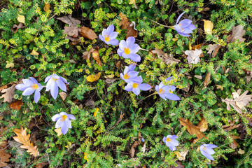 Fototapete bei efototapeten.de bestellen   