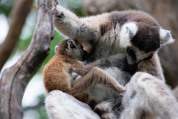 Lemur and their baby