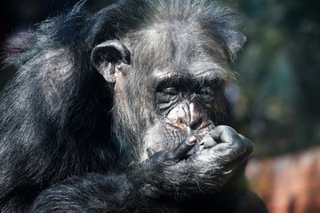 Chimpanzee Pan Troglodytes Looking at Hand