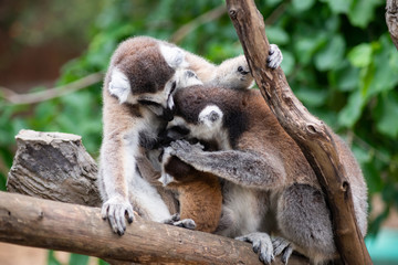 Lemur and their baby
