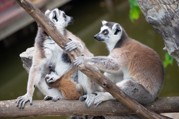 Lemur and their baby