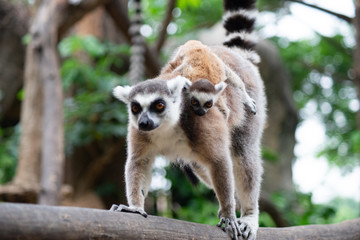 Lemur and their baby