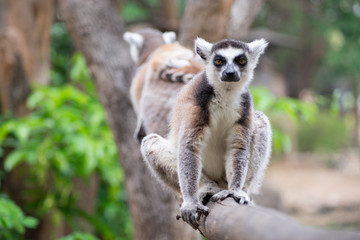 lemur and their baby