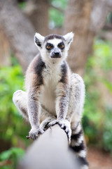lemur and their baby