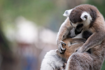 Lemur and their baby