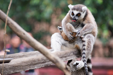 Lemur and their baby