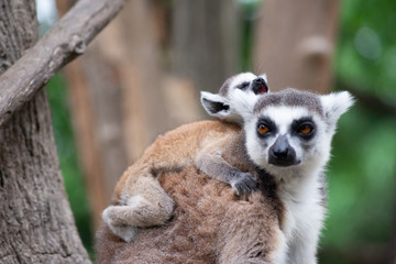 Lemur and their baby