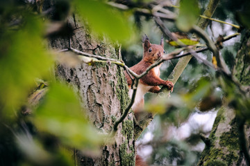 Squirrel in a tree