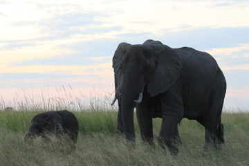 Fototapeta na wymiar Elephants le soir