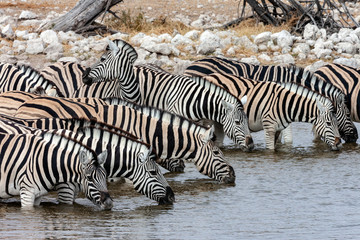 Fototapeta na wymiar Zebra (Equus quagga) drinking at a waterhole - Etosha National Park - Namibia