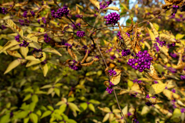 Purple berries