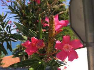 Pink color's flower in Klek, Croatia
