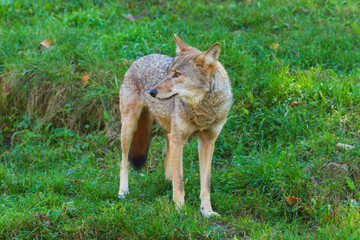 Coyote(s) in the woods