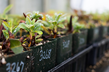 rows of young plants in a greenhouse