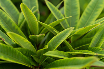 Fototapeta na wymiar vibrant green leaf background