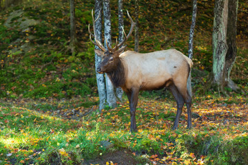 An elk in the woods