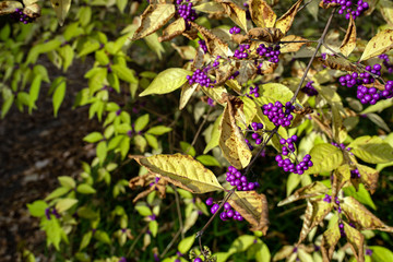 Purple berries