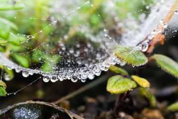 Water drops on a spider web in the garden