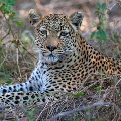 Adult female leopard - Botswana - Africa