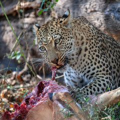 Fototapeta na wymiar Leopard -feeding on its kill of a young Impala - Botswana