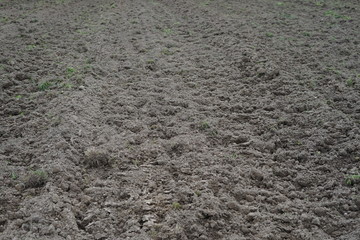 Brachfeld eines Weingartens