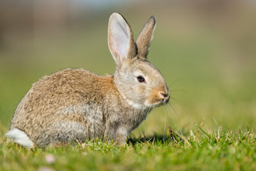 Rabbit hare while looking at you on grass