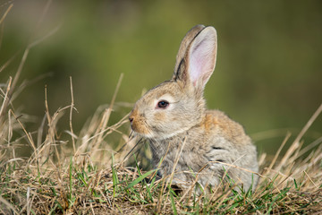 Naklejka na ściany i meble Rabbit hare while looking at you on grass