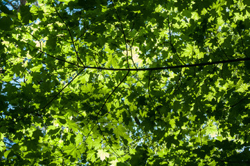 emerald light