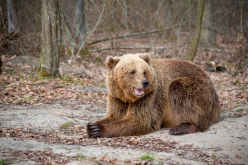 Obraz premium The brown bear , walking in the forest